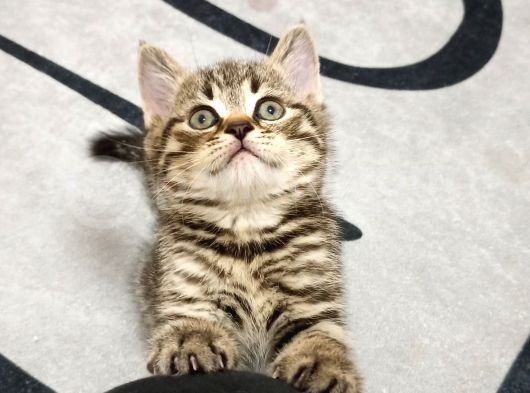 British Shorthair Yavrular Uyguna görsel