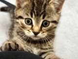 British Shorthair Yavrular Uyguna