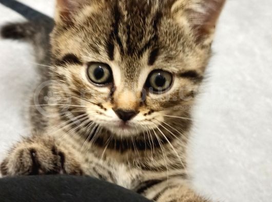 British Shorthair Yavrular Uyguna görsel