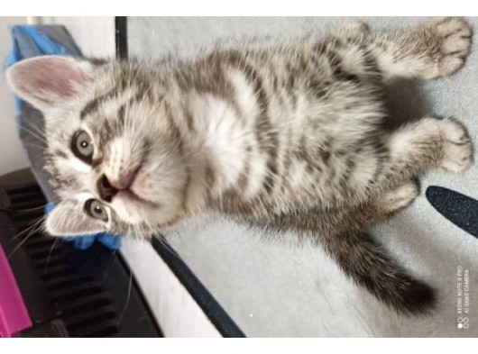 British Shorthair Yavrular Uyguna