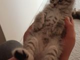 British Shorthair Yavrular Uyguna