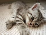 British Shorthair Yavrular Uyguna