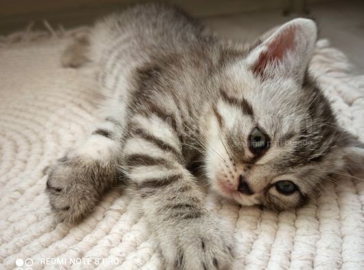 British Shorthair Yavrular Uyguna görsel