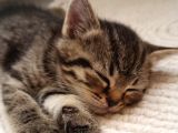 British Shorthair Yavrular Uyguna