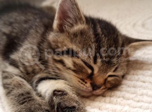 British Shorthair Yavrular Uyguna görsel