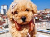 2 Aylık Maltipoo Bebekler