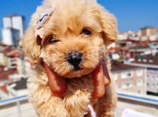 2 Aylık Maltipoo Bebekler görsel