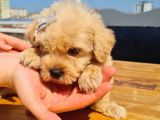 2 Aylık Maltipoo Bebekler