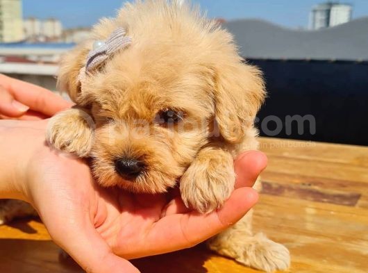2 Aylık Maltipoo Bebekler görsel