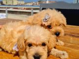 2 Aylık Maltipoo Bebekler