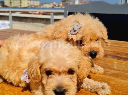 2 Aylık Maltipoo Bebekler görsel