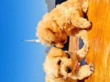 2 Aylık Maltipoo Bebekler