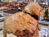 2 Aylık Maltipoo Bebekler