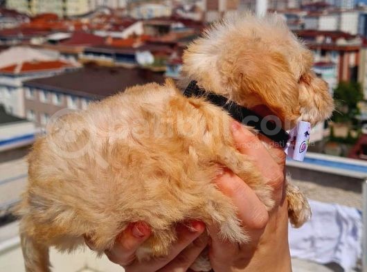 2 Aylık Maltipoo Bebekler görsel