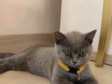 2.5 Aylık Erkek British Longhair Yavrumuz