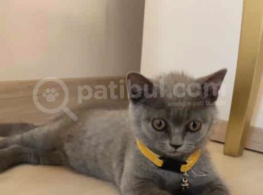 2.5 Aylık Erkek British Longhair Yavrumuz