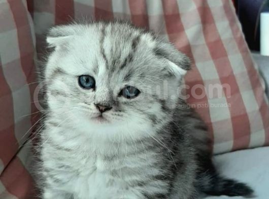 Silver Tabby Oyuncu Kediler Yeni Yuvalarını Arıyor...
