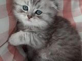 Silver Tabby Oyuncu Kediler Yeni Yuvalarını Arıyor...