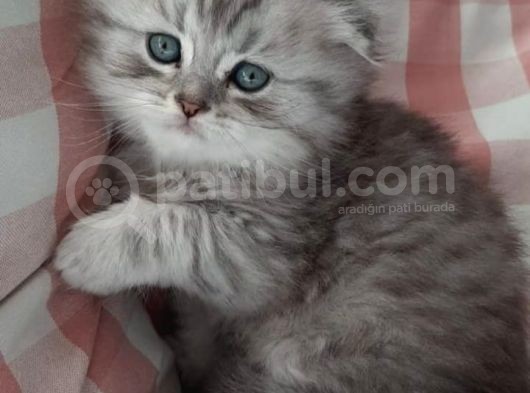 Silver Tabby Oyuncu Kediler Yeni Yuvalarını Arıyor... görsel