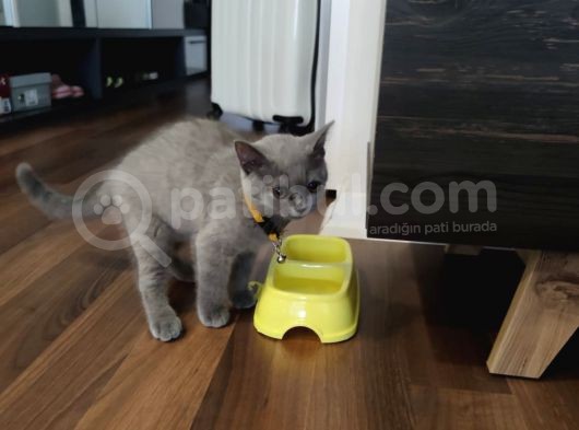 2.5 Aylık Erkek British Longhair Yavrumuz görsel
