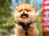 A Kalite Teddy Bear Pomeranian Boo