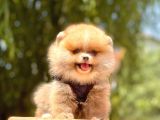 A Kalite Teddy Bear Pomeranian Boo