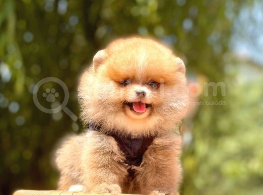 A Kalite Teddy Bear Pomeranian Boo görsel