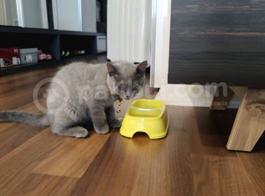 2.5 Aylık Erkek British Longhair Yavrumuz görsel