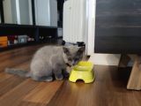 2.5 Aylık Erkek British Longhair Yavrumuz