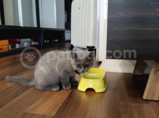 2.5 Aylık Erkek British Longhair Yavrumuz görsel