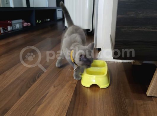 2.5 Aylık Erkek British Longhair Yavrumuz görsel