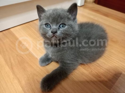 1,5 Aylık British, Oyuncu Ve Sevecen görsel