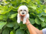 Minik Maltese Terrier