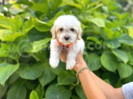 Minik Maltese Terrier görsel
