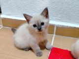 2 Scottish, 3 Blue Point Bebeklerimiz
