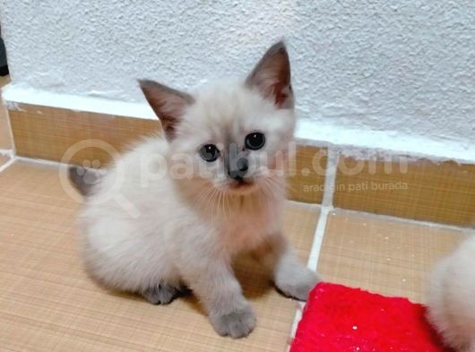 2 Scottish, 3 Blue Point Bebeklerimiz görsel