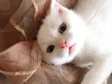 Kar Topu Scottish Fold Kızımız