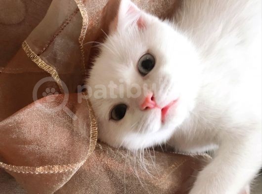 Kar Topu Scottish Fold Kızımız görsel