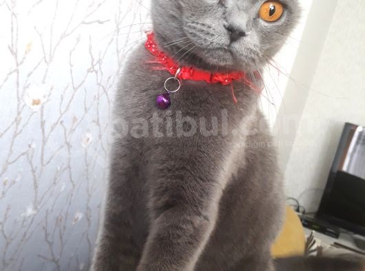Kedilerime Sahiplenecek Bir Aile Ariyorum görsel