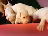 1.Sinif Irk Garantili Dogo Yavrularimiz