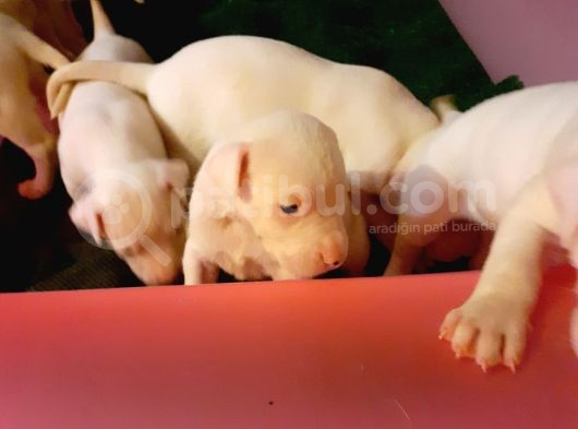 1.Sinif Irk Garantili Dogo Yavrularimiz görsel