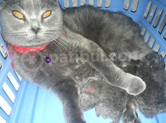 Kedilerime Sahiplenecek Bir Aile Ariyorum görsel