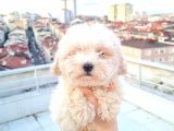 Ender Görülen Bichon Yavrumuz