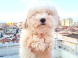 Ender Görülen Bichon Yavrumuz