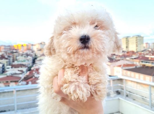 Ender Görülen Bichon Yavrumuz görsel