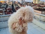Ender Görülen Bichon Yavrumuz