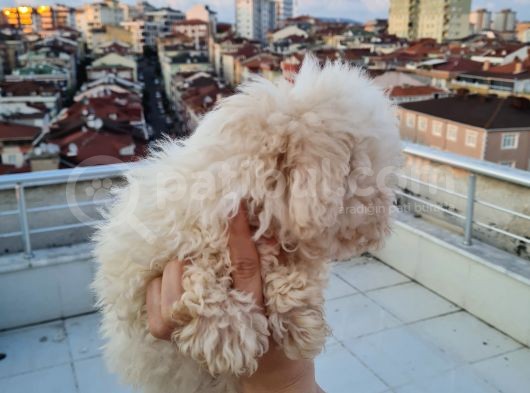 Ender Görülen Bichon Yavrumuz görsel