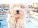 Ender Görülen Bichon Yavrumuz