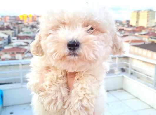 Ender Görülen Bichon Yavrumuz görsel