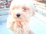 Ender Görülen Bichon Yavrumuz